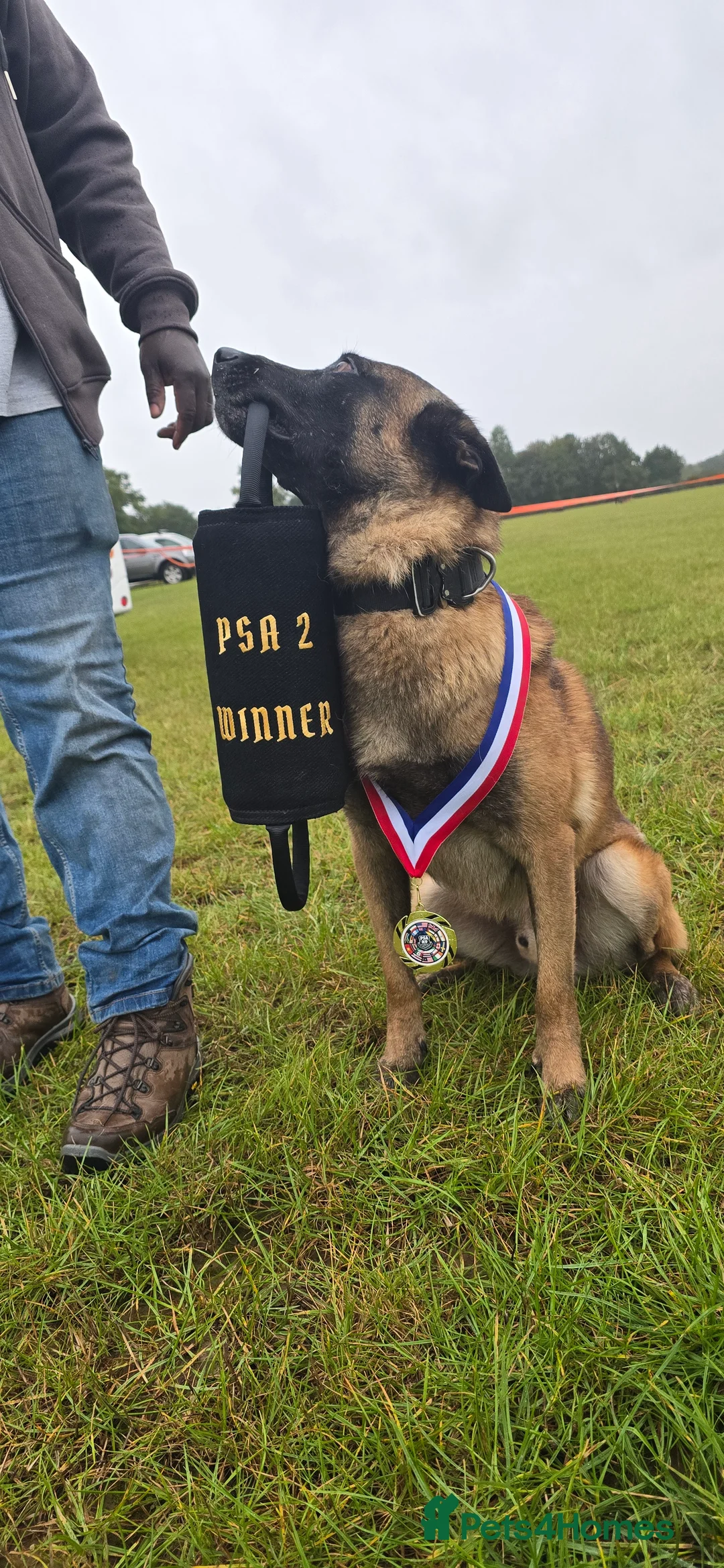 Belgian Shepherd Dog dogs for stud: CHANCE MR3 Vice Champion PSA2 at STUD - Advert 1