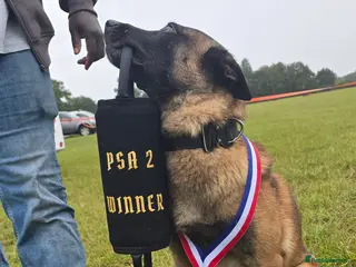 Belgian Shepherd Dog dogs CHANCE MR3 Vice Champion PSA2 at STUD - Advert 3