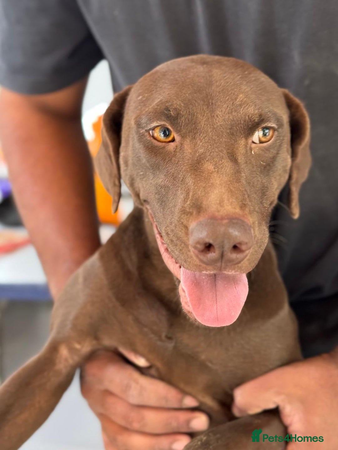 Mixed Breed dogs for adoption: Chocolate (Labrador/Pointer mix) - Advert 12