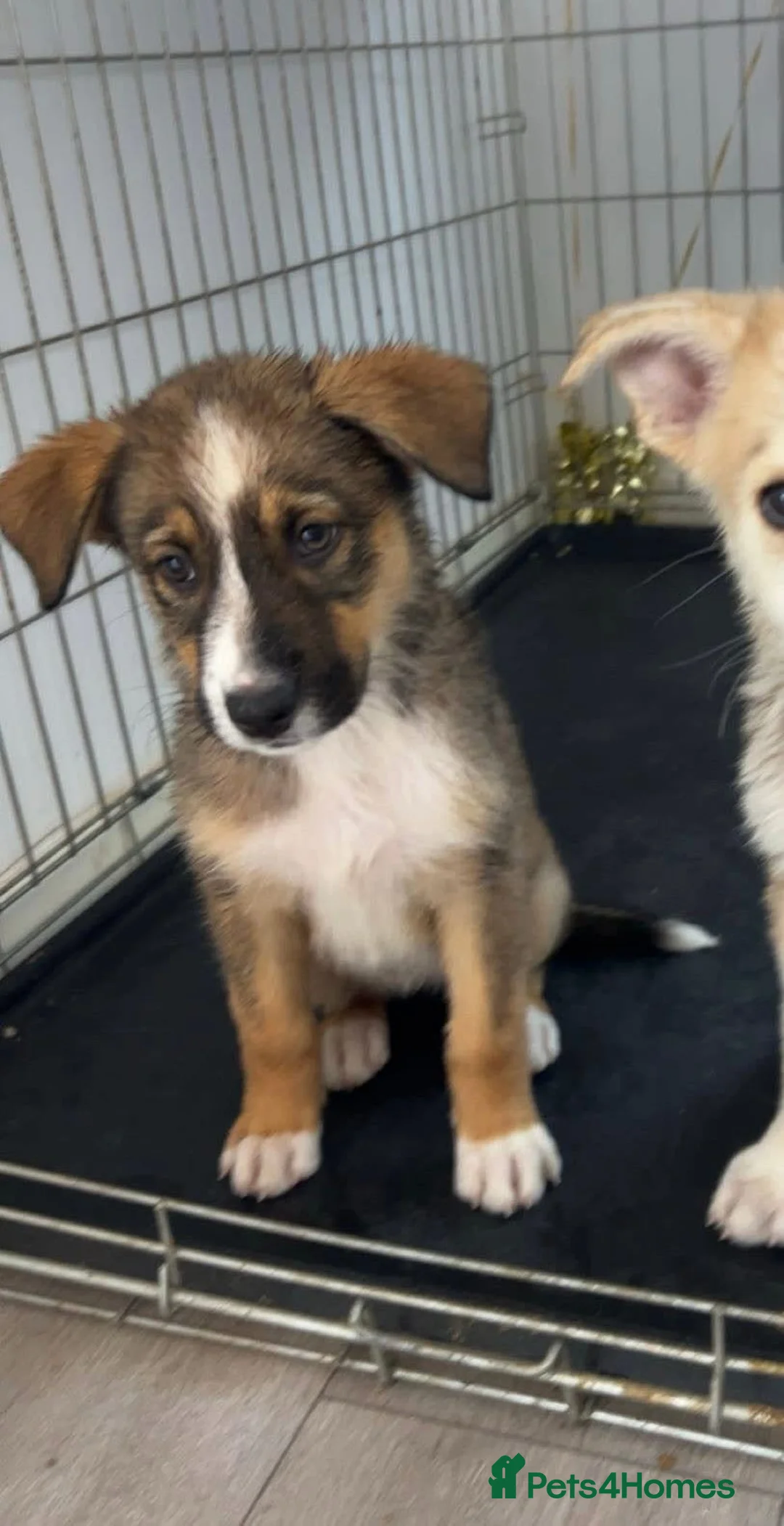 Mixed Breed dogs for sale: Shepherd X Husky 8month old - Advert 5