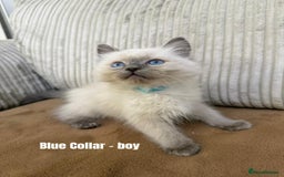 Ragdoll cats for sale: 4 cute fluffy Ragdoll Kittens - Advert 7