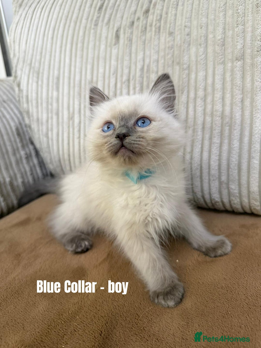 Ragdoll cats for sale: 4 cute fluffy Ragdoll Kittens - Advert 7