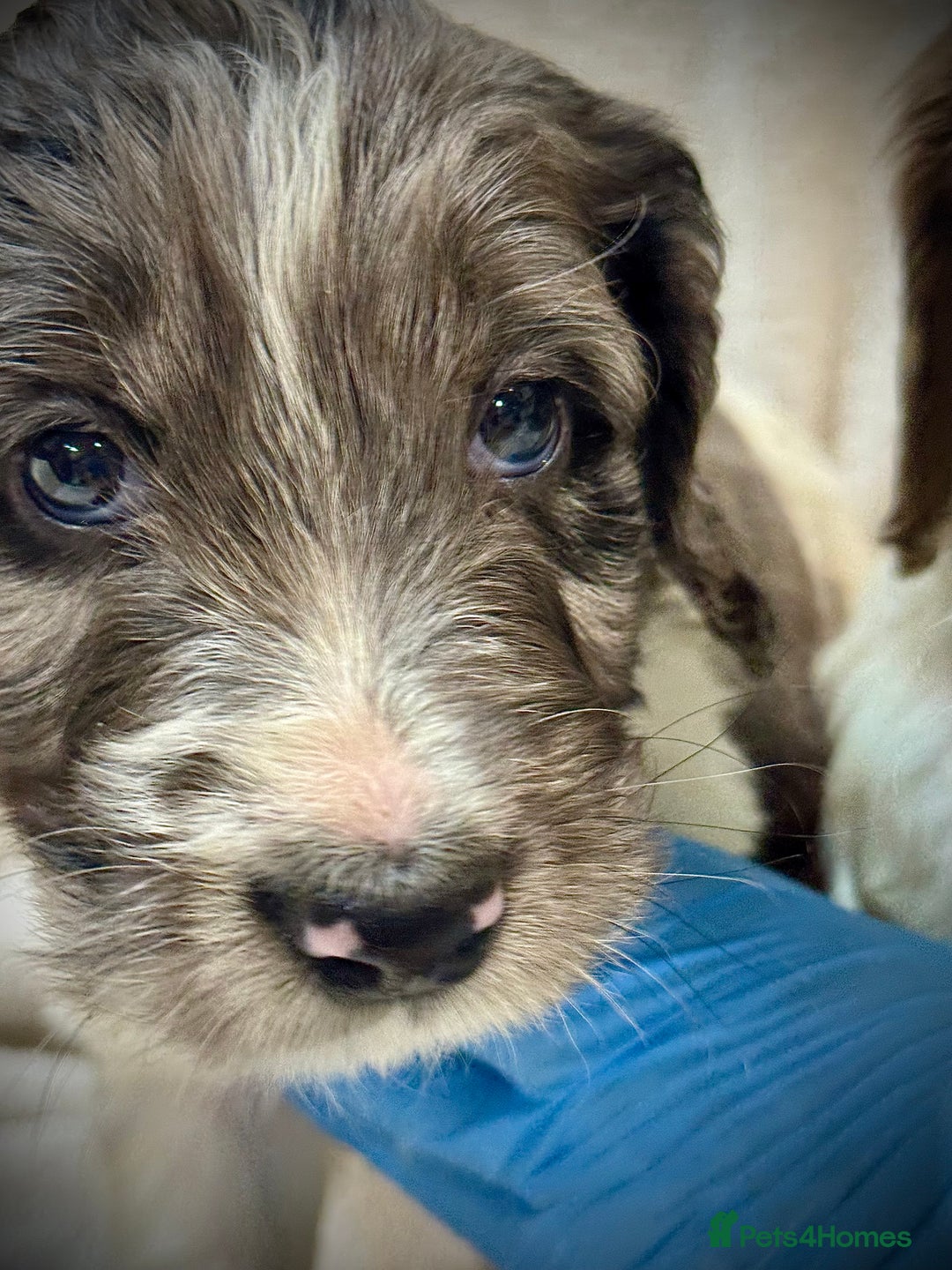 Cockapoo dogs for sale: F1 Standard Rare Parti, Solid and Merle Cockapoos - Advert 9