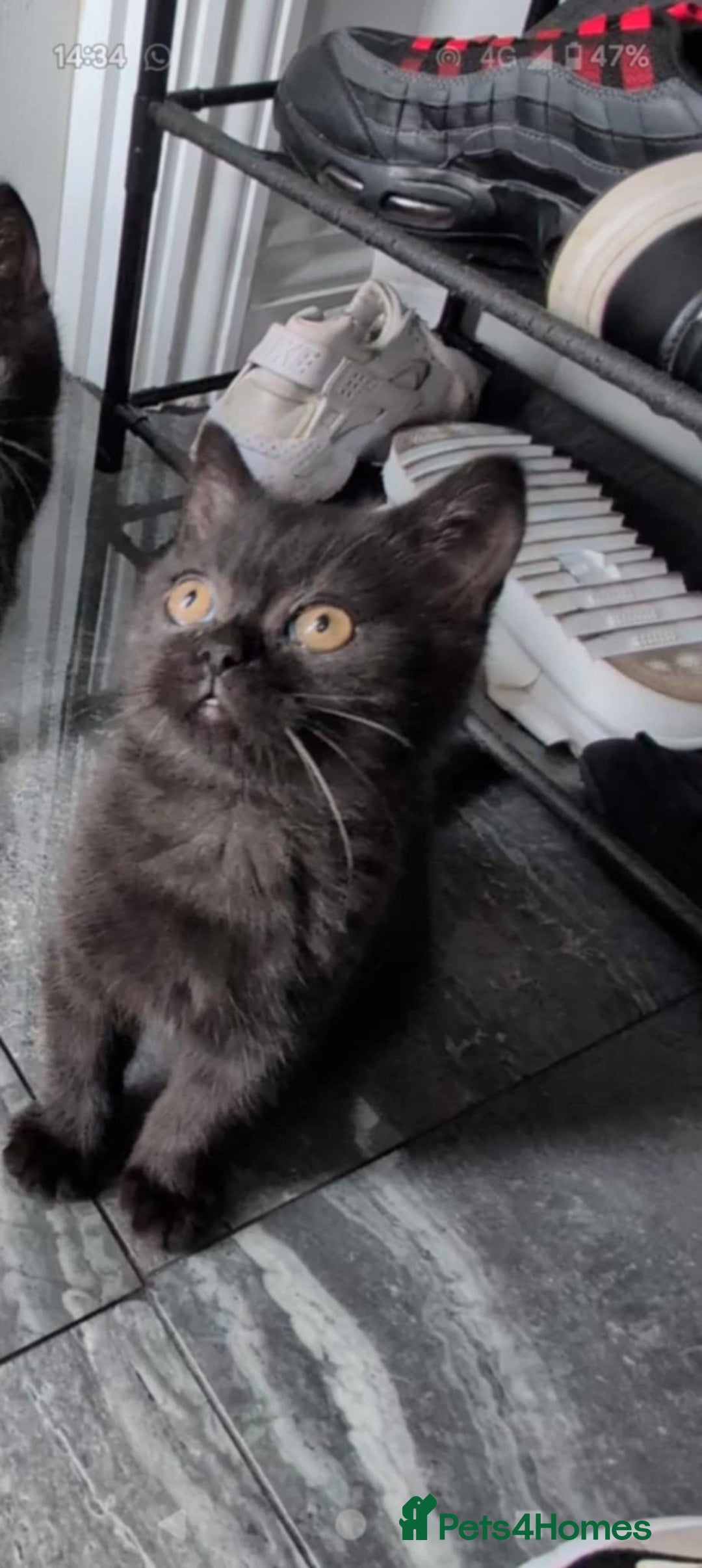 British Shorthair cats for sale:  Ready now. British shorthair kittens  - Image 15