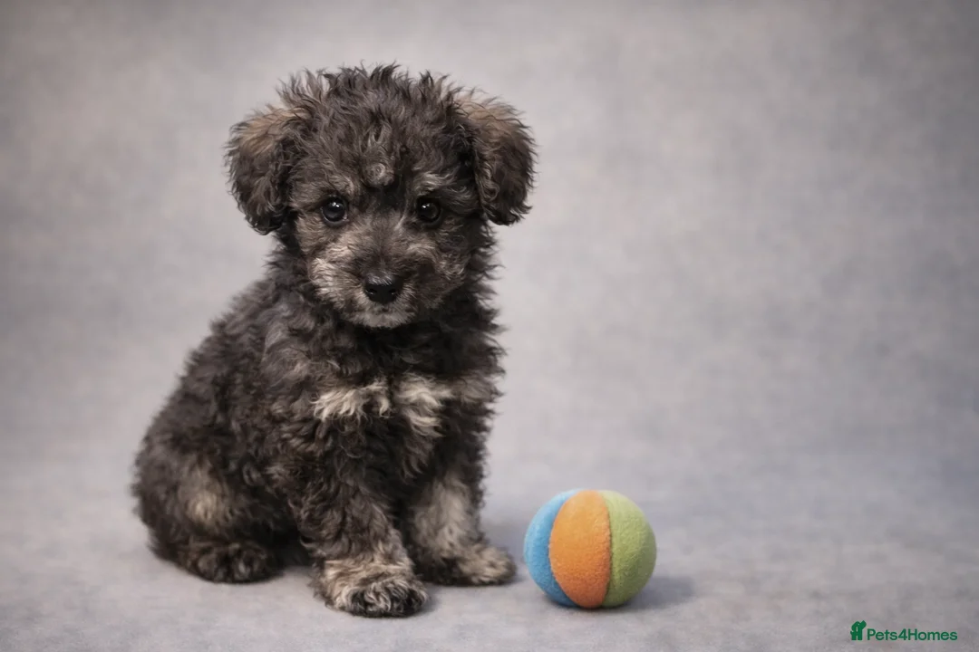 Mixed Breed dogs for sale: Rare Toy Schnoodles  - Advert 7