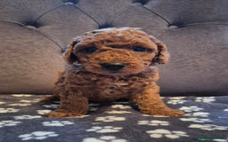 Cockapoo dogs for sale: Cockapoo puppies  - Image 8
