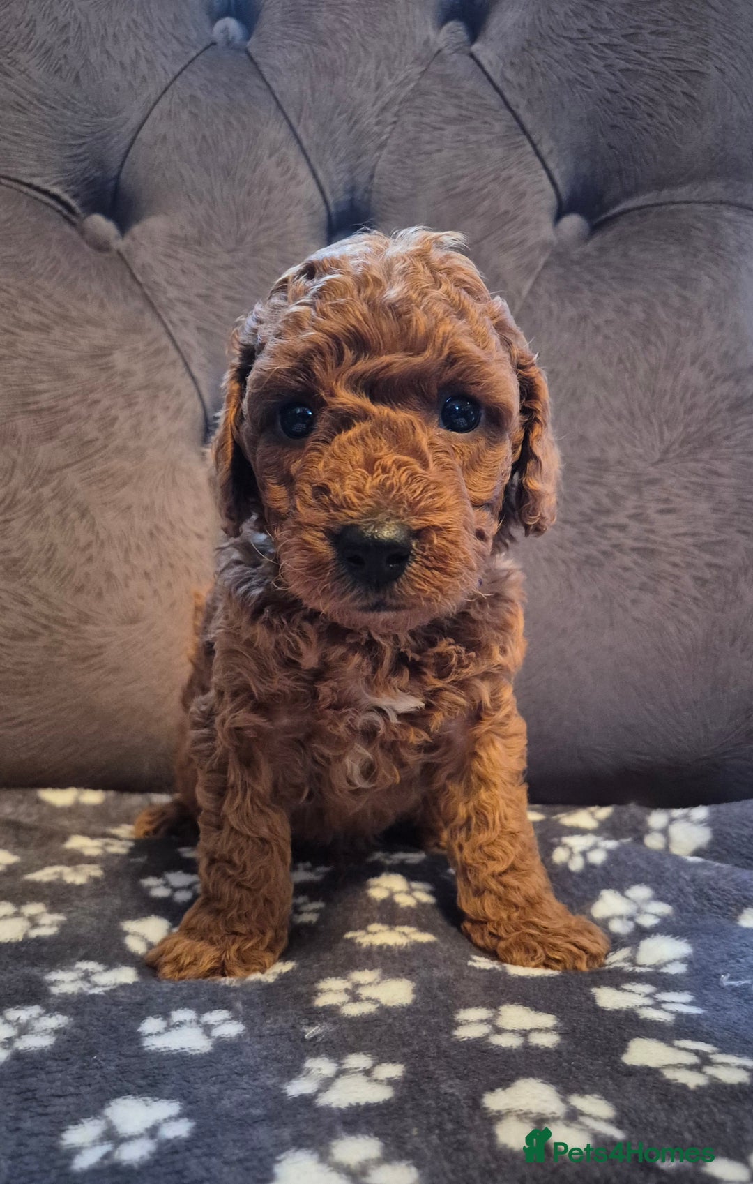 Cockapoo dogs for sale: Cockapoo puppies  - Image 8