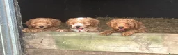 Cockapoo dogs for sale: Beautiful Cockapoos - Advert 3