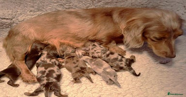 Miniature Dachshund dogs - Advert 2
