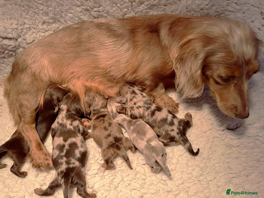 Miniature Dachshund dogs for sale: 5StarsLicensed+LongHaired+KC+PRAClear+VetChecked - Image 2