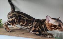 Bengal cats for stud: Rehoming 🔥 Clouded Bengal Stud TICA Amazing🔥 in Durham - Image 10