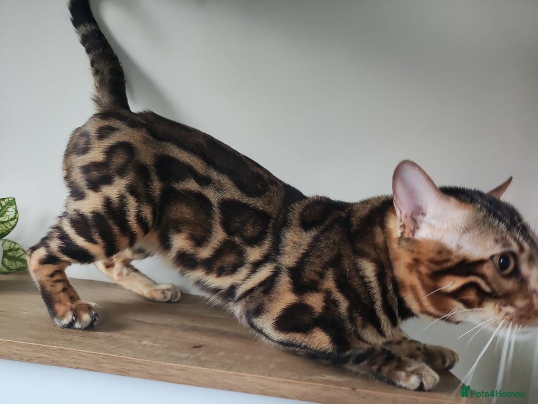 Bengal cats for stud: Rehoming 🔥 Clouded Bengal Stud TICA Amazing🔥 in Durham - Image 10