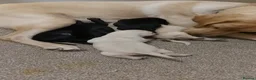 Labrador Retriever dogs for sale:  Retriever Ladrador puppies for sale - Advert 13