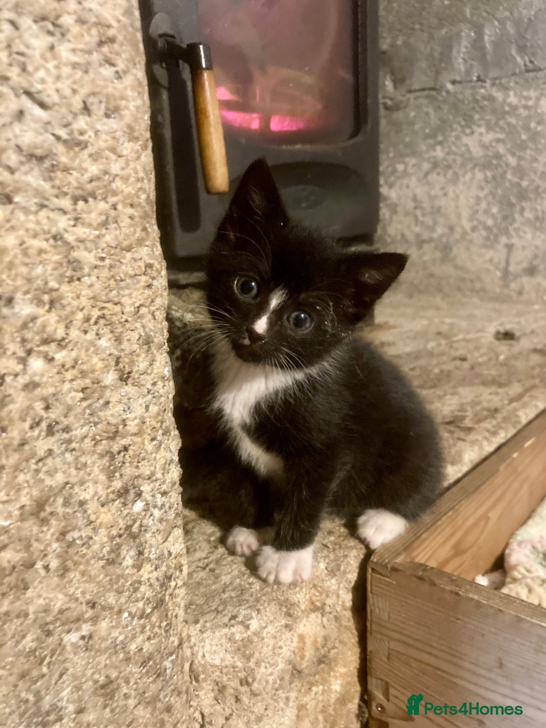 Ragdoll cats for sale: GORGEOUS Ragdoll X kittens  - Advert 6