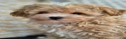 Maltipoo dogs for sale: Amazing Tiny Korean Maltipoo Puppies.  - Advert 23