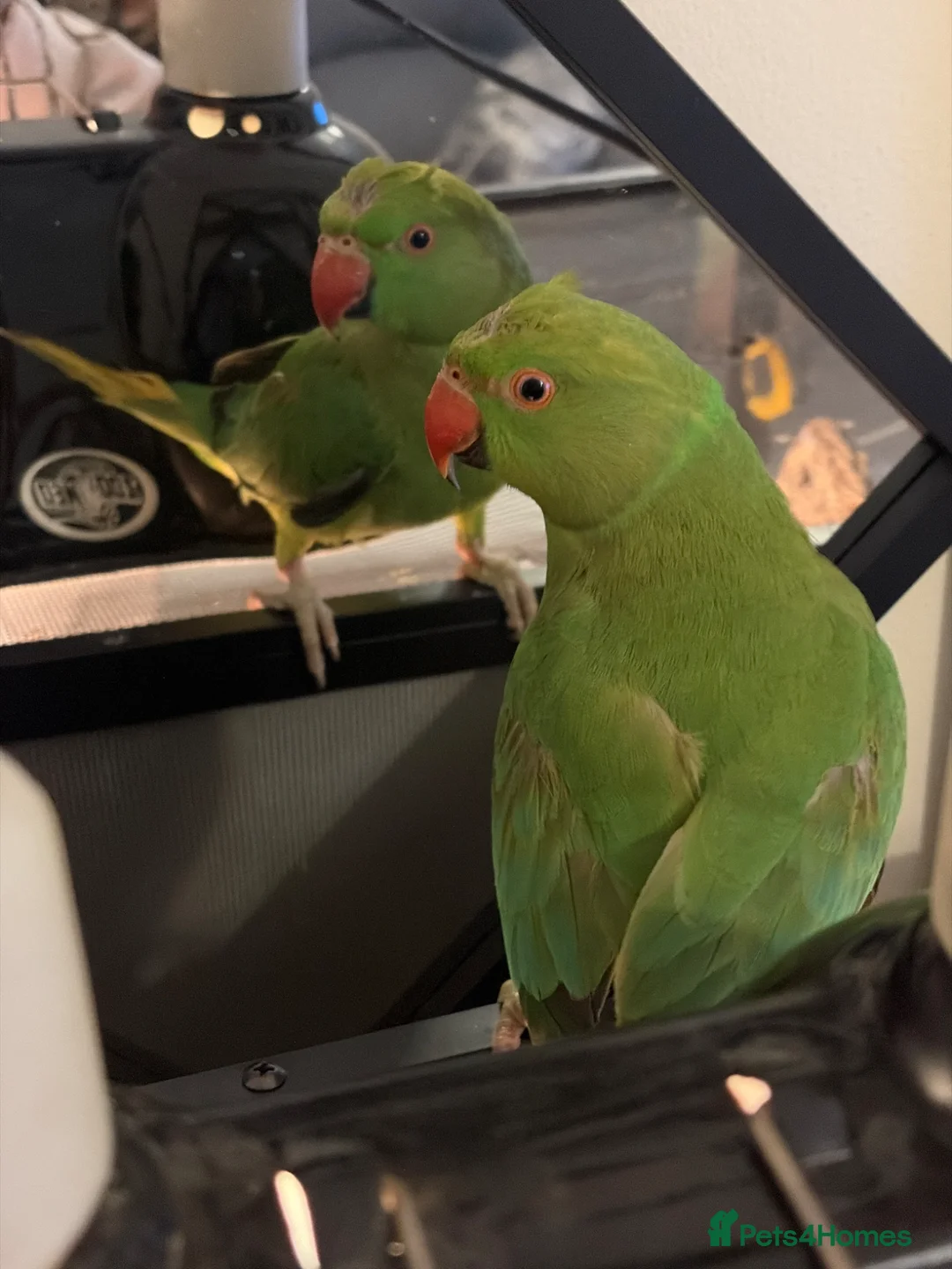 Ringnecks birds for sale: David in London - Advert 1