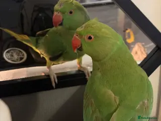 Ringnecks birds David - Advert 5