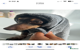 Mixed Breed dogs for sale: Ozzie (aka Weenie) - Miniature Dachshund Cross  - Image 11