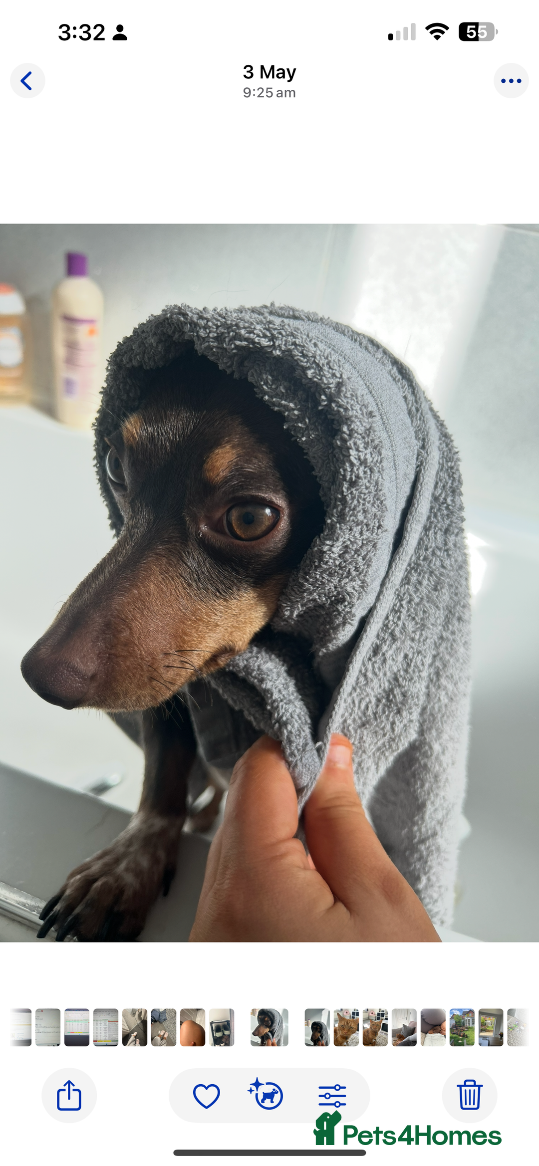 Mixed Breed dogs for sale: Ozzie (aka Weenie) - Miniature Dachshund Cross  - Image 11