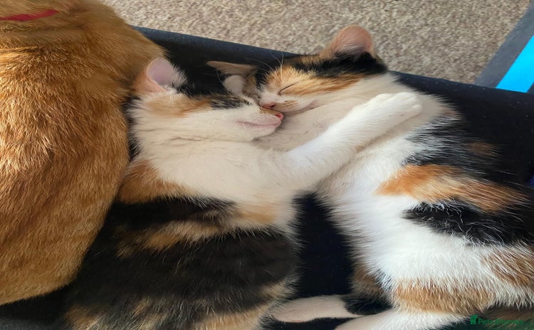 Mixed Breed cats - Advert 11