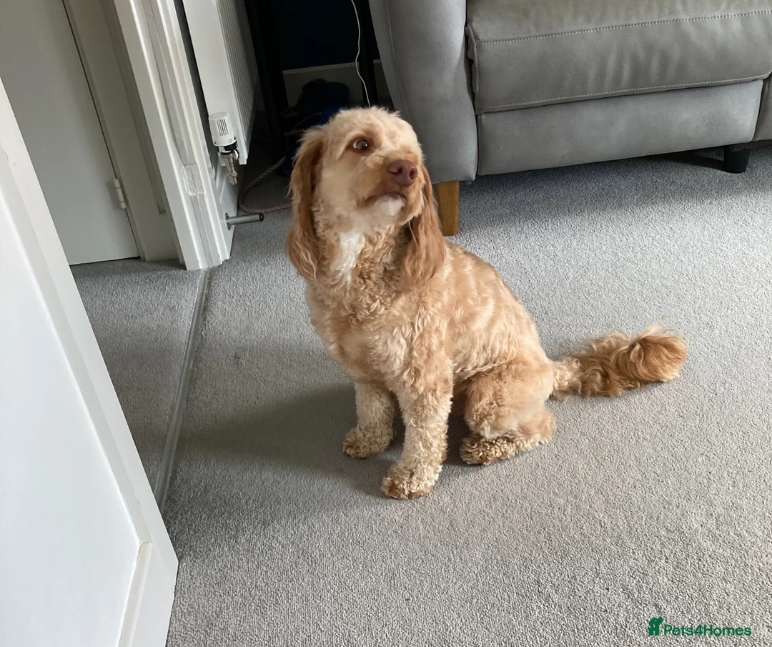 Cockapoo dogs for sale: 4 years old male cockapoo  in Reading - Advert 1