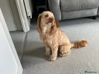 Cockapoo dogs 4 years old male cockapoo - Advert 1