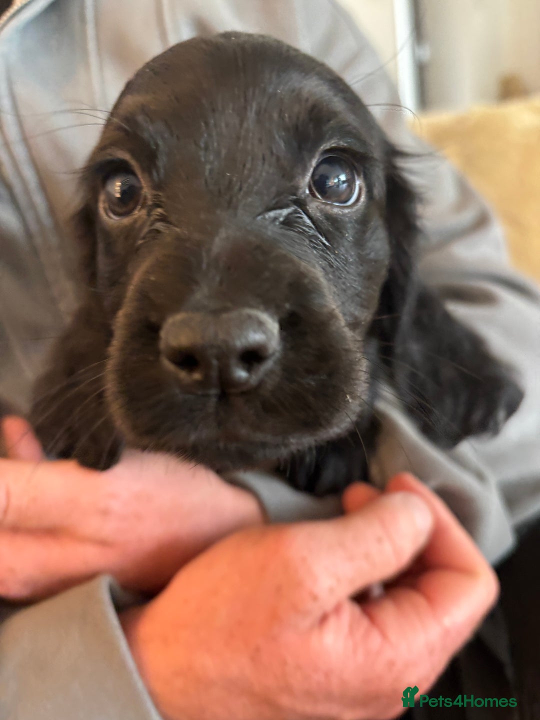 Cocker Spaniel dogs for sale: 3 boys left - Outstanding working cocker spaniels - Image 25