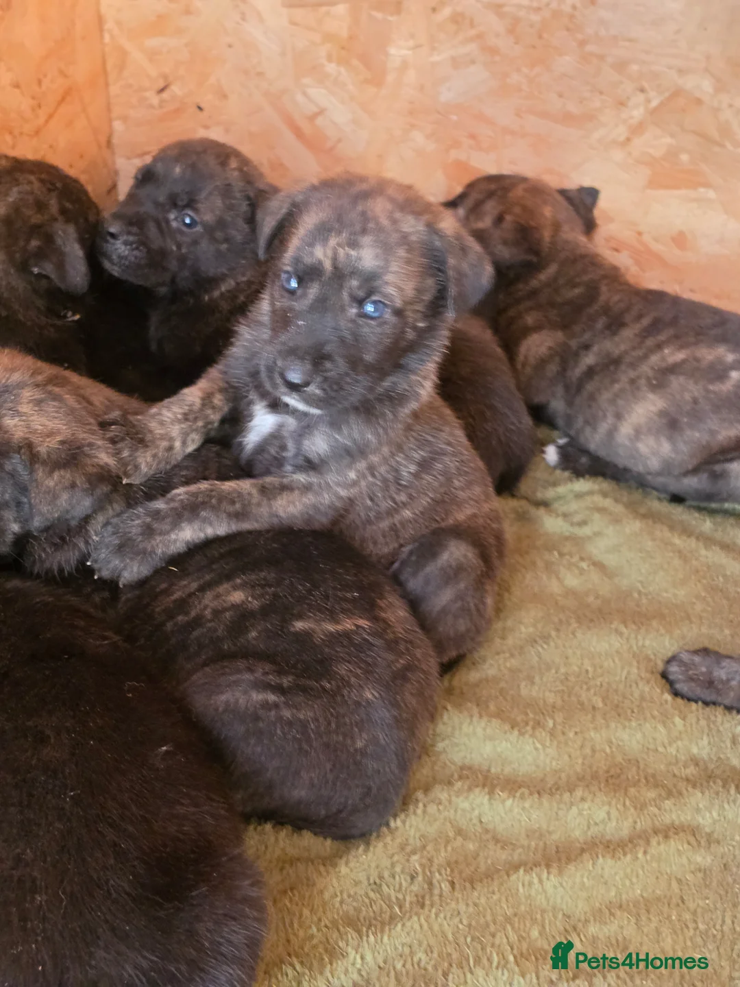 Belgian Shepherd Dog dogs for sale: Dutch shepherd puppies - Advert 2