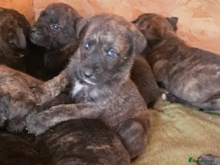 Belgian Shepherd Dog dogs Dutch shepherd puppies - Advert 2