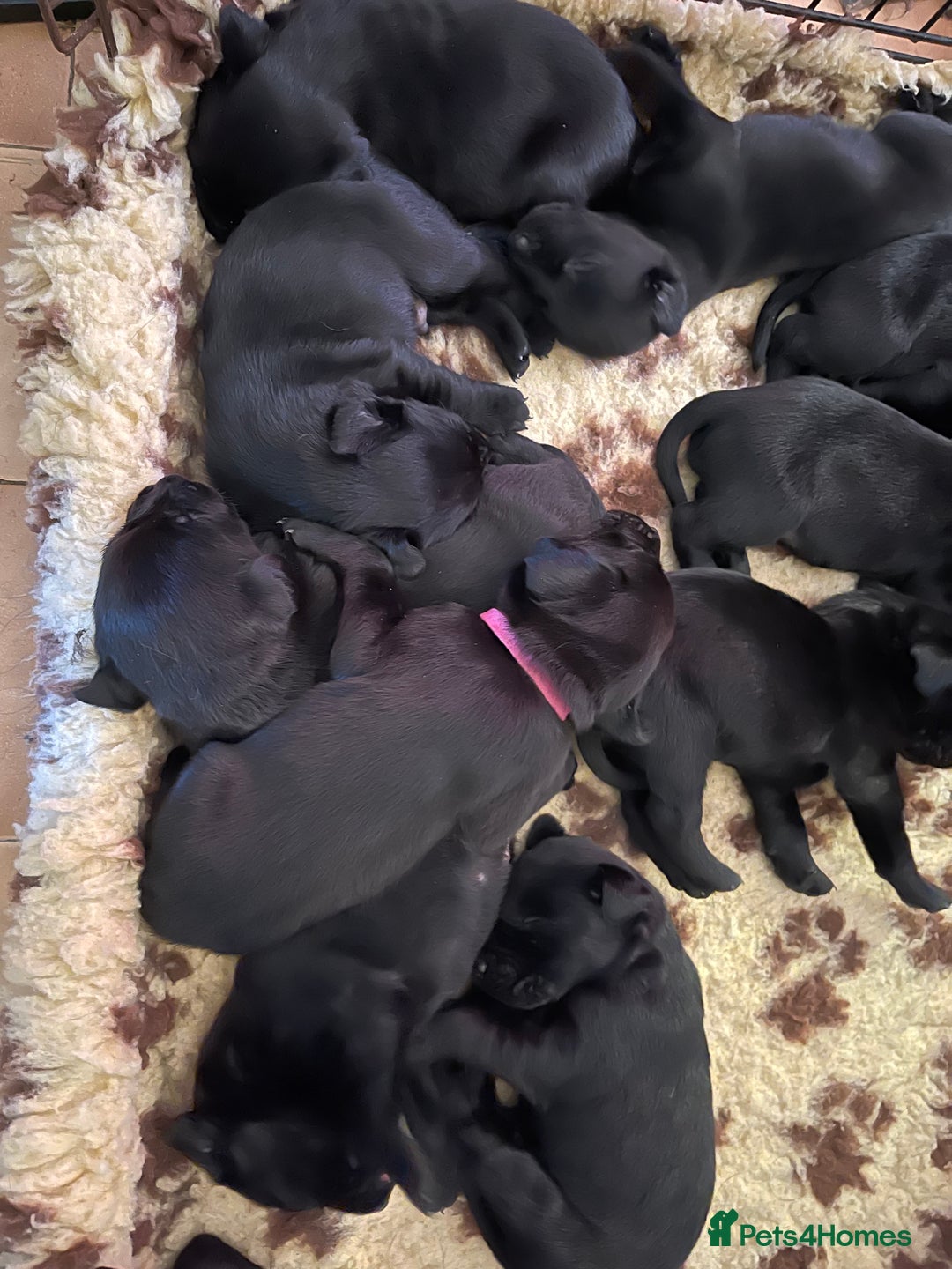 Labrador Retriever dogs for sale: REDUCED Beautiful black KC Labrador pups in Saltburn-by-the-Sea - Image 8