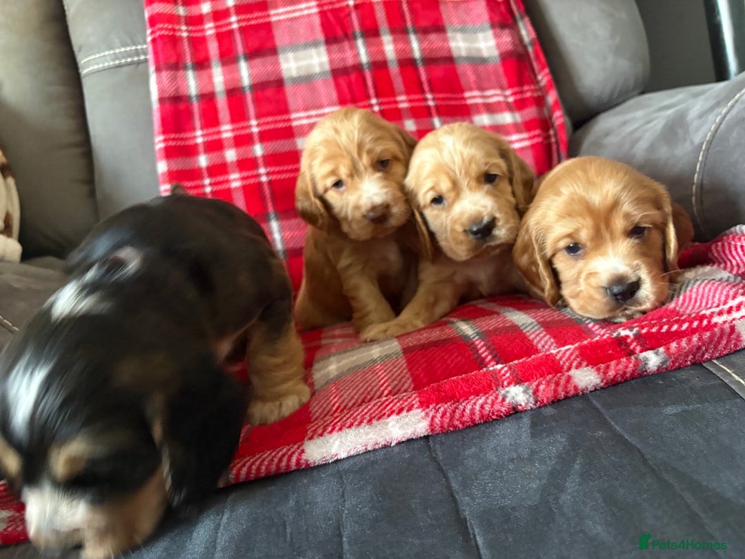 Cocker Spaniel dogs for sale: Show type cocker spaniel pups - Advert 14