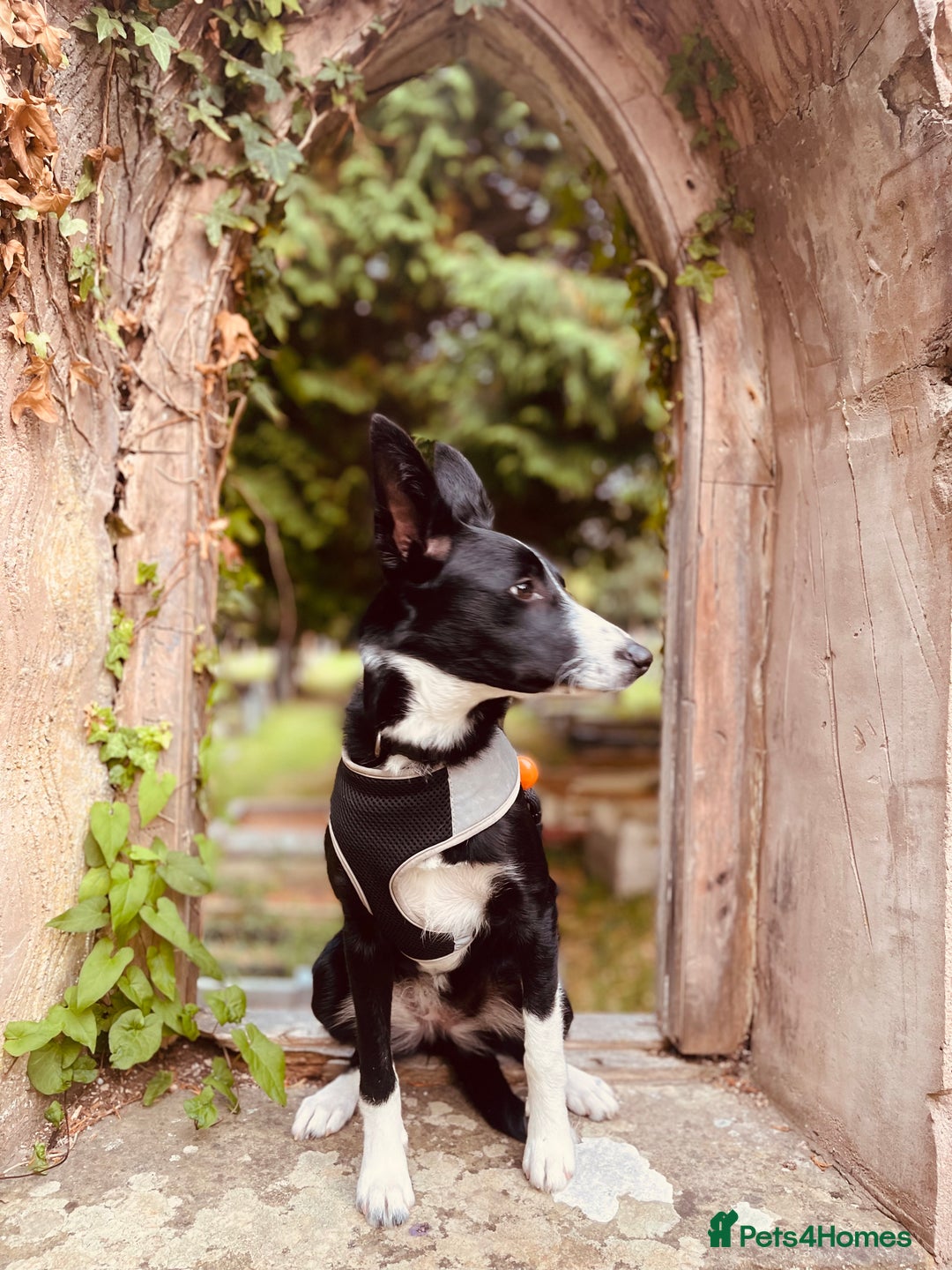 Border Collie dogs for sale: Female Collie  - Image 4