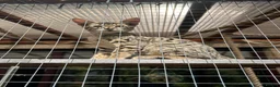 Savannah cats for sale: Savannah F4 girls - Advert 6