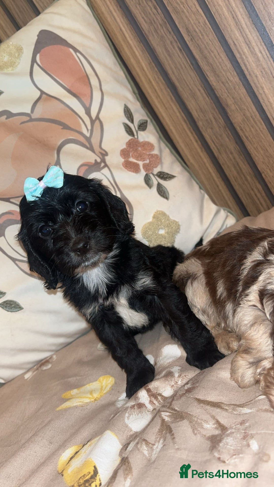Cockapoo dogs for sale: Miniature toy poodle cockapoos available soon ❤️ - Image 12