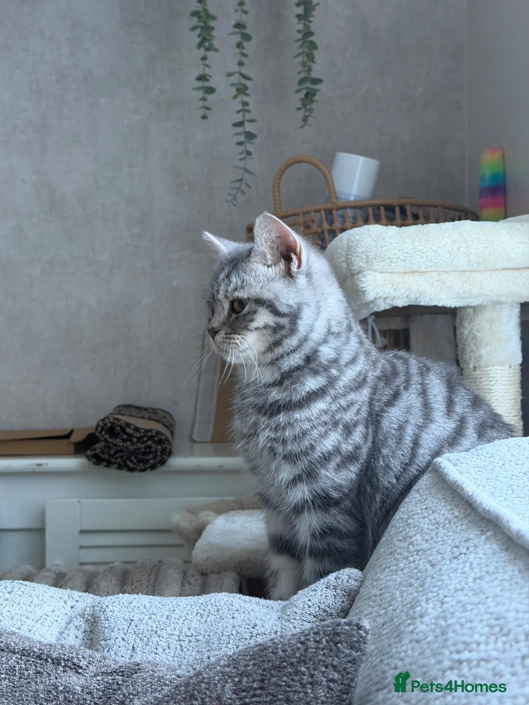 British Shorthair cats for sale: female tabby British shorthair   in Birmingham - Advert 2