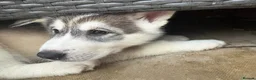 Utonagan dogs for sale: READY TO LEAVE. 3 stunning husky/malamute puppies - Advert 30