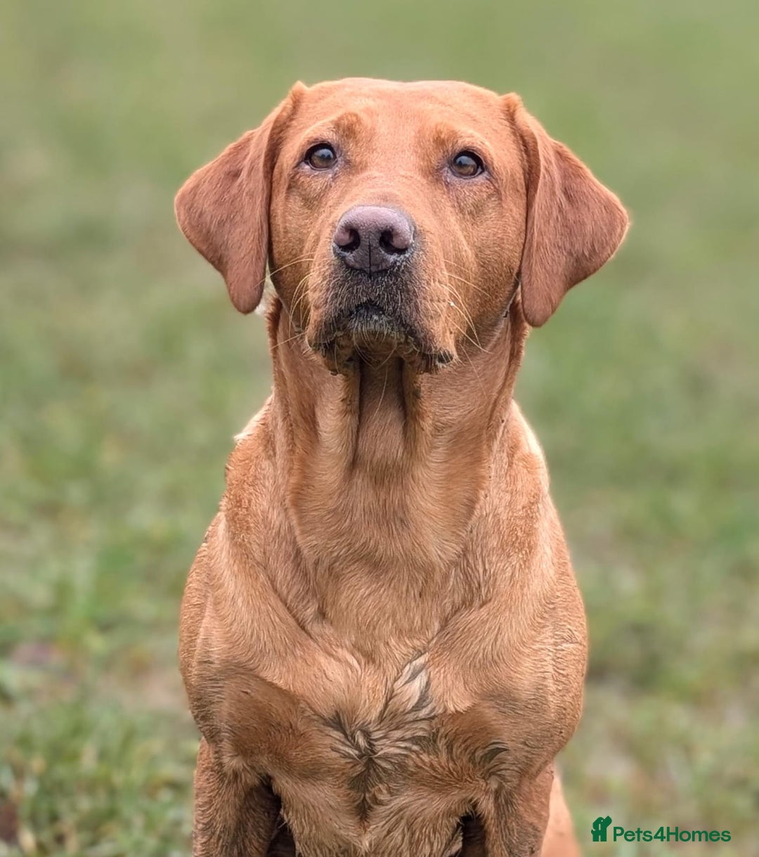 Labrador Retriever dogs for sale: Black Labrador Puppies  - Advert 10