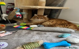 Persian cats for sale: Mink coloured Persian Mixed boys - Image 23