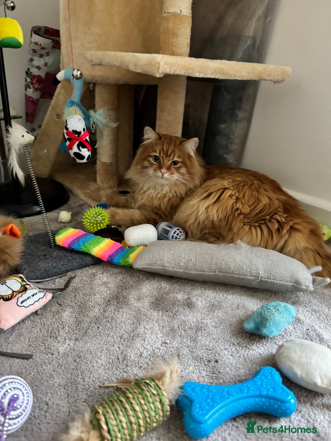 Persian cats for sale: Mink coloured Persian Mixed boys - Image 23