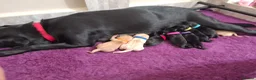 Labrador Retriever dogs for sale: Health tested KC Labrador Puppies in Newbury - Advert 14