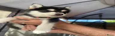 Pomsky Puppy 4