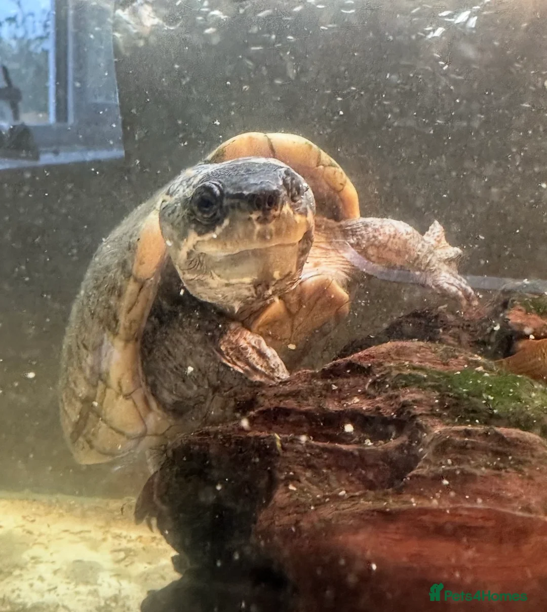 Turtle reptiles for sale: Musk turtle  - Advert 2