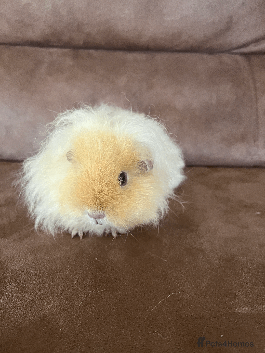 Guinea Pig rodents for sale: TWO FEMALE GUINEA PIGS FOR SALE - Image 6