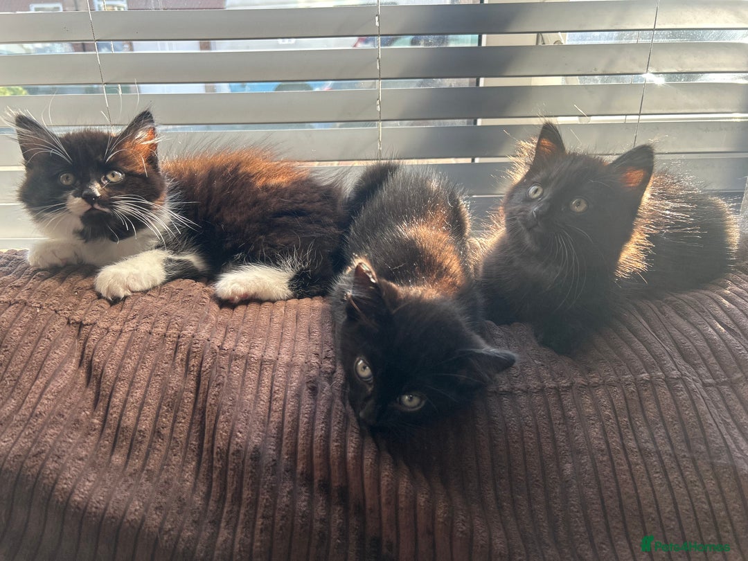 Mixed Breed cats for sale: 2 black kittens for sale. - Advert 1