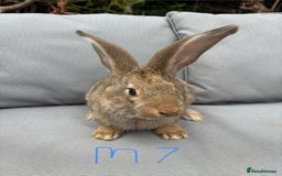 Continental Giant rabbits for sale: Only one left.  - Image 2