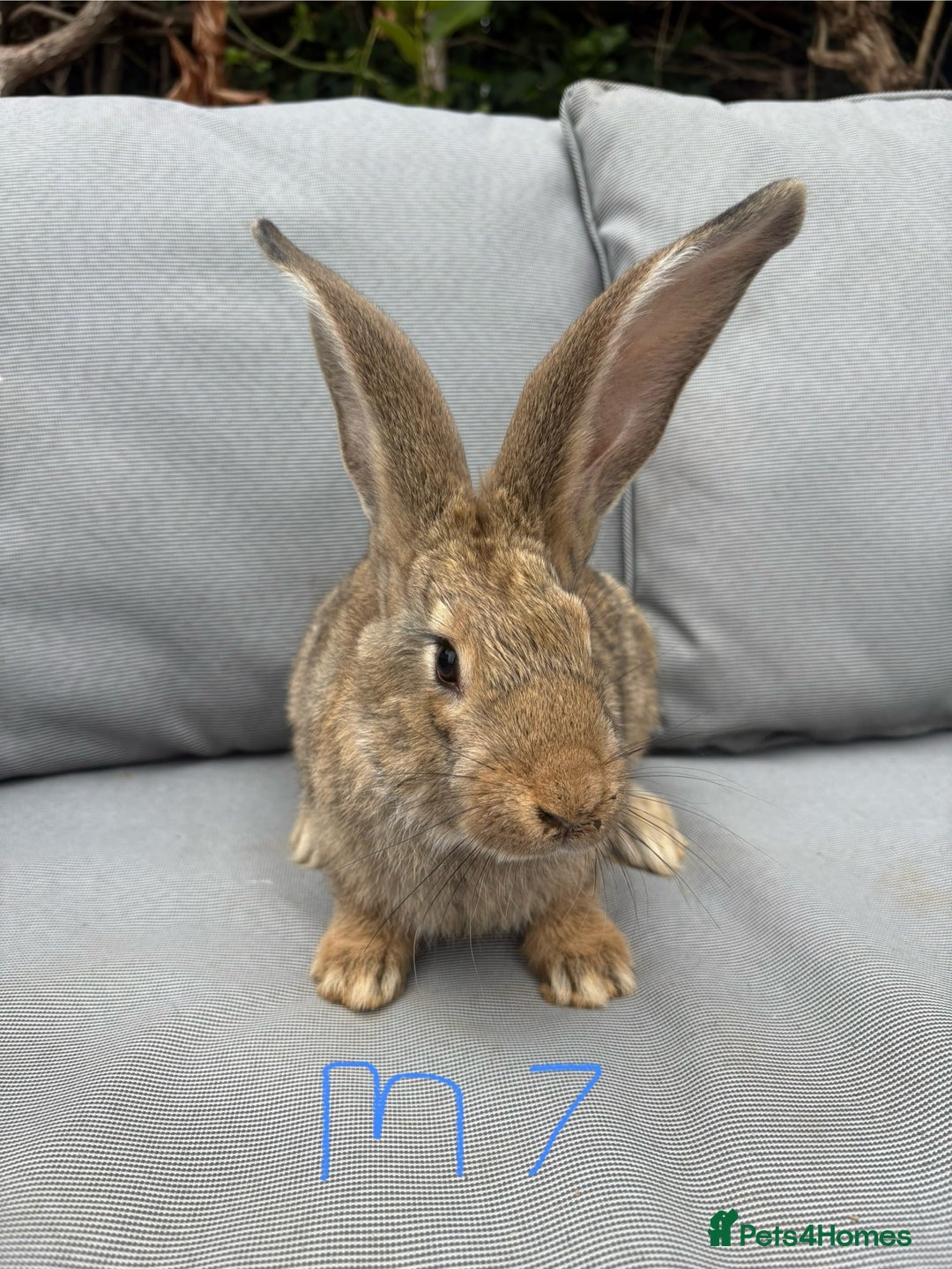 Continental Giant rabbits for sale: Only one left.  - Image 2