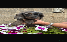 Cockapoo dogs for sale: COCKERPOOS HEALTH TESTED PARENTS - Image 7