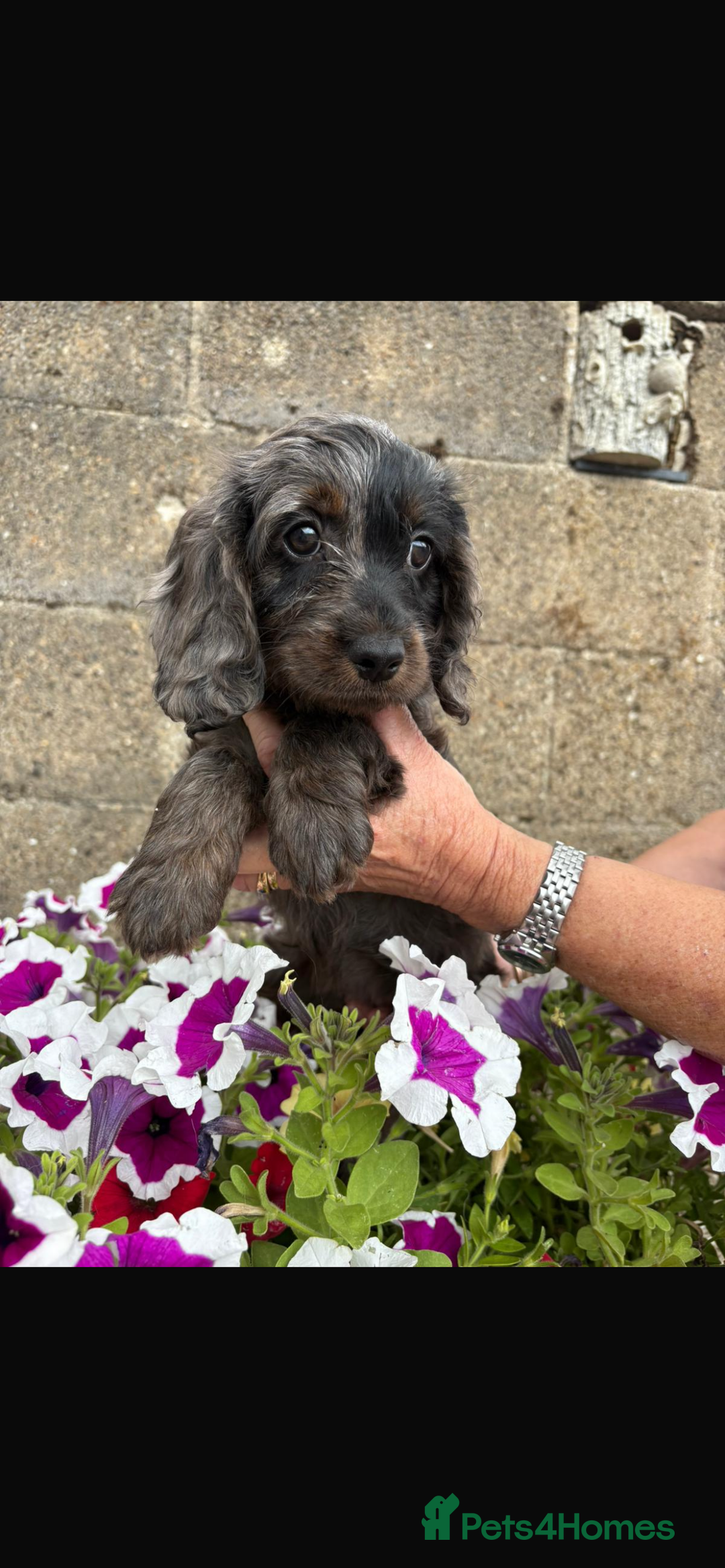 Cockapoo dogs for sale: COCKERPOOS HEALTH TESTED PARENTS - Image 7