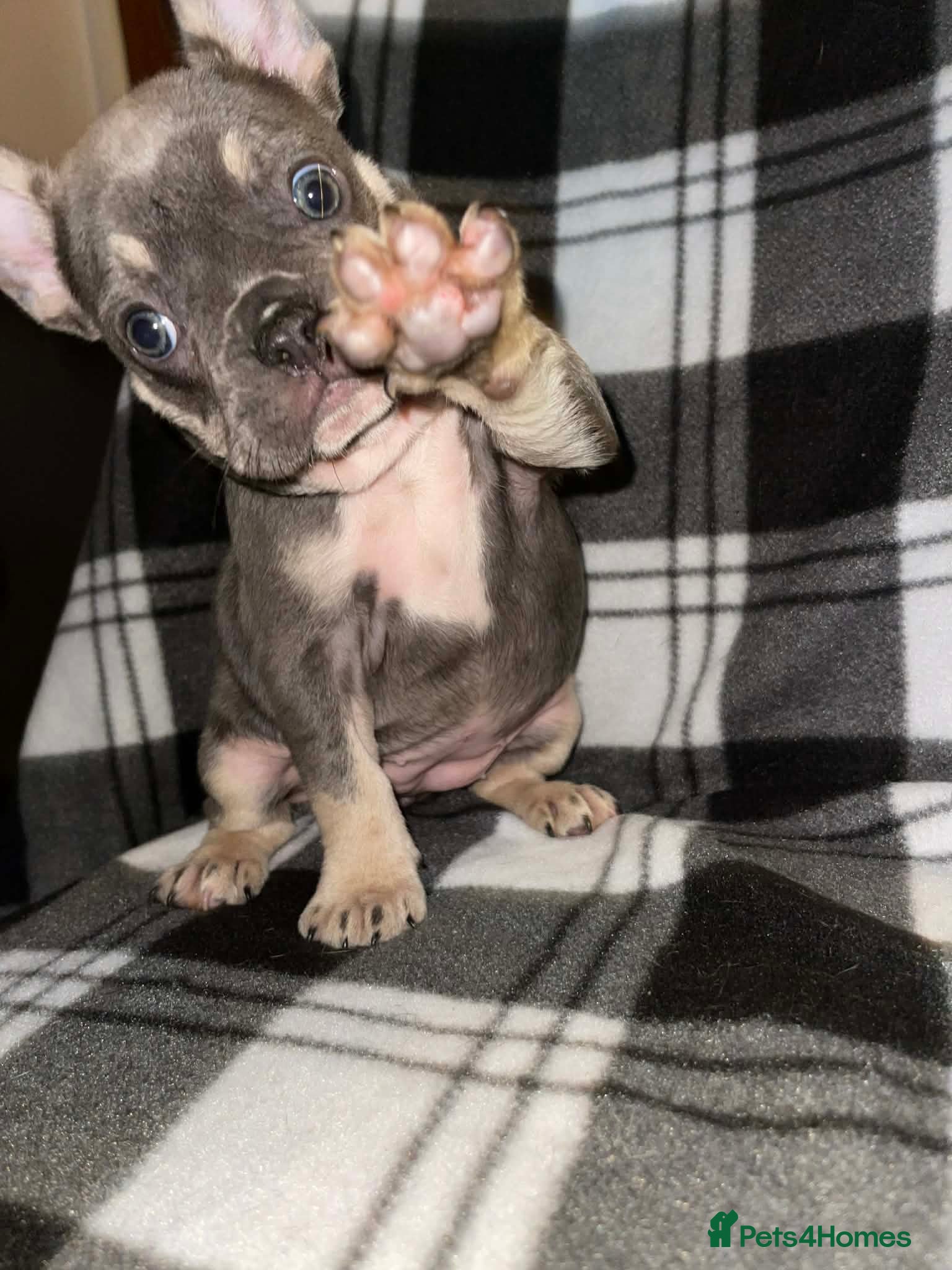 French Bulldog dogs Beautiful French bull dog puppies  - Advert 3