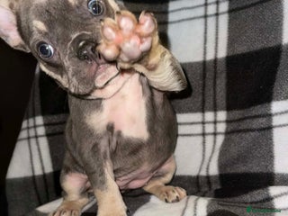 French Bulldog dogs Beautiful French bull dog puppies - Advert 7